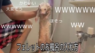 【大暴れ】超大変なフェレットのお風呂タイム【マルットペット】