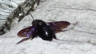 Пчела-плотник. Пчела из Красной книги. ( Xylocopa valga )