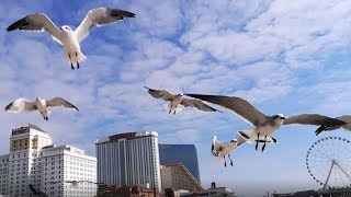 🏖️ Feeding Seagulls At The Beach In Atlantic City, New Jersey | Wild Seagulls Flying Above My Head