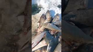 New Primitive Technology FISH TRAP With Fishing KR #short