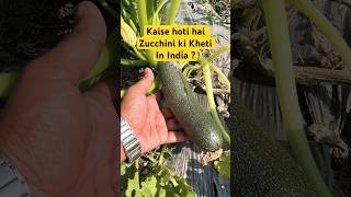 Kaise hoti hai Zucchini ki Kheti 1 Acre Costing #gharkikheti #winter #vegetable #zucchini #farming