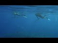 Spearfishing around Namotu Island