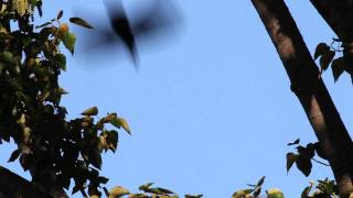 Crows Mobbing a Bald Eagle