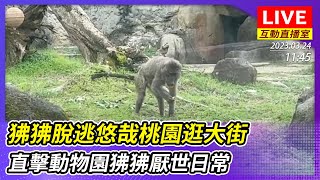 【互動直播室】狒狒脫逃悠哉桃園逛大街　直擊動物園狒狒厭世日常｜2023.03.24 @ChinaTimes