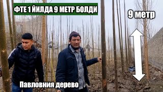 Павловния ФТЕ 1йилда 9 метр болди (Павловния дерево)