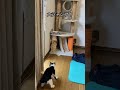 おもちゃで遊ぶ猫ちゃん cat 猫ちゃん　 ハチワレ猫　 保護猫