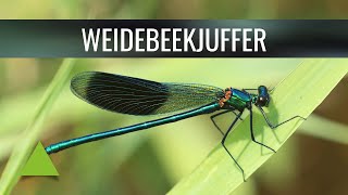 🟢 Weidebeekjuffer | Calopteryx splendens