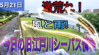 強風の今日の、旧江戸川シーバスデイゲーム!雰囲気は釣れそうです○!