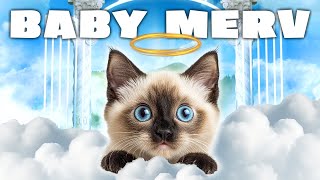From Kitten to CHAOS Merv the Cat Can't STOP Talking 😻😮😮