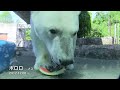 38 polar bears in japan 2021