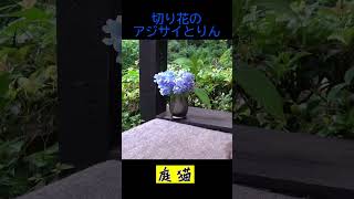 【庭猫ショート】切り花のアジサイとりん