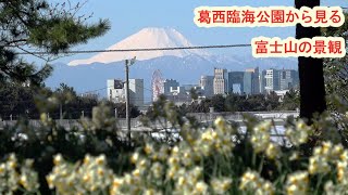 【4K】水仙畑と遠景の富士山・葛西臨海公園（2020年2月9日）