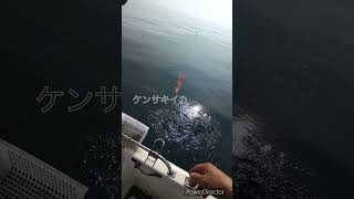 昼間のケンサキイカ釣り　3連発　＃shorts