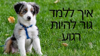 אילוף כלבים  | איך ללמד גור להיות רגוע ? ! | אילוף גורים טל שלוש מאלף כלבים מומחה