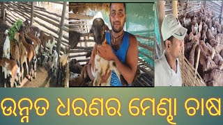 ଉନ୍ନତ ଧରଣର ମେଣ୍ଢା ଚାଷ/high breed sheep Farm/#ମୁଁanimalsaver