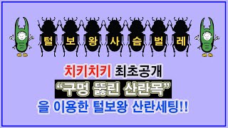 최초공개!! 털보왕사슴벌레 특별한 산란목으로 산란율 높이는 방법 [치키치키]