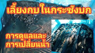 เลี้ยงกบในกระชังบก : การเปลี่ยนน้ำและทำความสะอาดบ่อกบ#เพาะกบ#ขยายพันธุ์กบ#การผสมพันธุ์กบep36