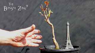 Repotting My French Lilac, The Bonsai Zone, March 2022