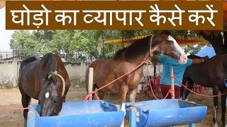 घोड़ो का व्यापार कैसे करें  | How to do horse farming business