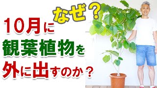 【是非やって！】観葉植物は、秋に外に出すといいよ！その理由！