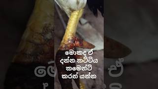 මොකද ඒ දන්න කට්ටිය කමෙන්ට් කරන් යන්න