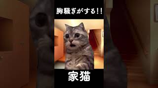 猫の発情期　#shots  #cat #猫のいる暮らし