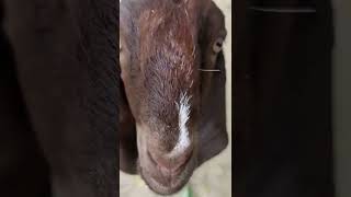 goat video little goat #short #trending #video #goats #funnyvideo #funny #goatvideo #goat #animals