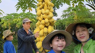 Thu Hoạch Đu Đủ Da Vàng Mùa Tết Vườn Nhà Út Thiện