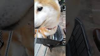 自転車の籠で休憩しながら父を待つ柴犬