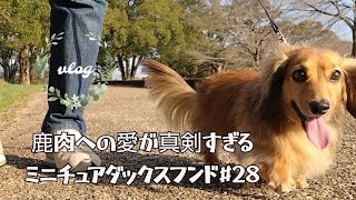 【ミニチュアダックスフンド】鹿肉への愛が真剣すぎるミニチュアダックスフンド#28