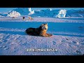 旅行 greenland sightseeing 格陵兰 为游客提供独特而难忘的体验 english subtitle 3分钟