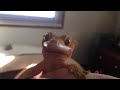 cute crested gecko named wonka