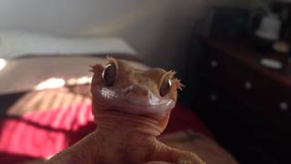 Cute crested gecko named Wonka