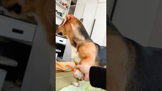 Dogs are afraid of the word “mom” #foryou #funny #funypets #funnydog