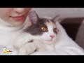 24 hour relaxing lullaby for cat and kitten • calming music for cats with anxiety 11