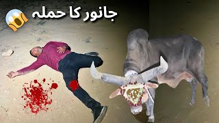 Cow Ny Hamla Kar Diya Farhan Per 💔 | Dalfa Festival Per Jana Per Gayaa Mehnga 🤕