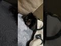 寝ている最中に白目になるポメチワ dog ペット 犬 いぬ pomeranian short shorts