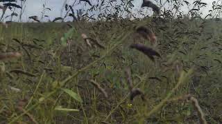 तुअर की खेती | अरहर की खेती |Tuar ki kheti | fruit borer from tuar