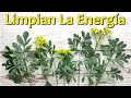 🌿 COMO hacer la LIMPIEZA ENERGÉTICA de Tu COCINA con la PLANTA RUDA (Una FÓRMULA MUY FÁCIL y ÚTIL)