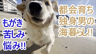 独身男の海暮らしもがき苦しみ悩み東京に帰る！ゴールデンレトリバーの子犬ティト。