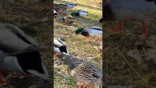 Mallard ducks by the river #shorts