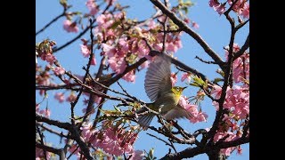 桜とメジロ　Cherry Blossoms ＆ Zosterops japonicus　　４K