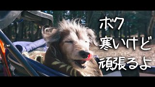 【18歳と15歳老犬カニンヘンダックスVlog】１８歳の寒い冬乗り越えられる？頑張れ老犬ソラ　★お散歩まだ行けないので体調悪くなる前のお散歩をアップします★