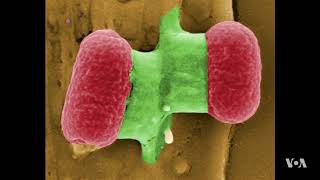 Viruses are Falling from the Sky by the Billions