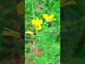 🌷🌿ඉතින් ලස්සන ළමයෝ subscribe කරන් යමු 🥰♥️ 2024 nature beautifulflowers srilanka