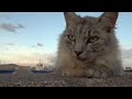 防波堤猫のメルヘン 231021 1720 入口エリアのゴージャス子猫シルバーくん