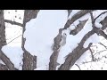 エゾモモンガ　russian flying squirrel