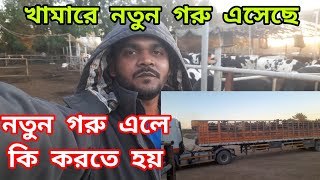 খামারে নতুন গরু এলে কি করতে হয় 🐄🐄 || Saudi Arab Cow farm