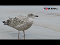 পাখির কান আছে কি নেই birds ears avian research science animal planet ekushey sangbad