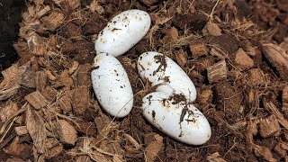 Philippine Sailfin Dragon With Four Fertile Eggs!